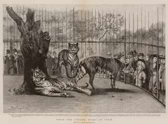 Dal punto di vista della tigre